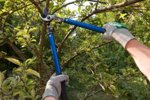 Tree Care